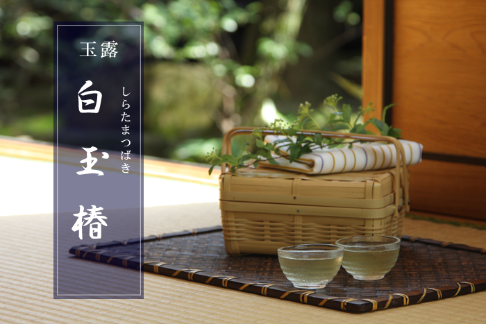 玉露 白玉椿
